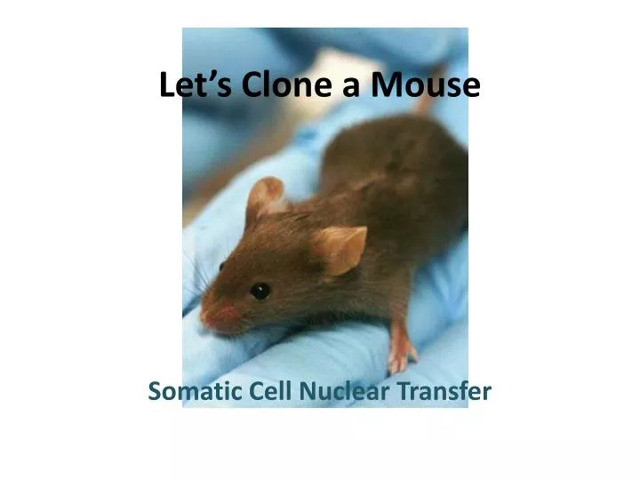 let s clone a mouse