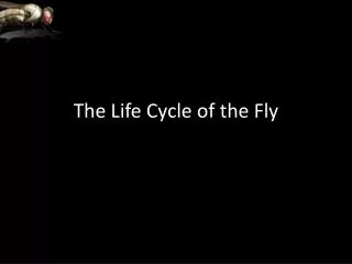 The Life Cycle of the Fly