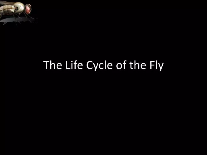 the life cycle of the fly