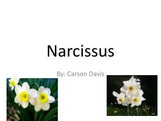 Narcissus