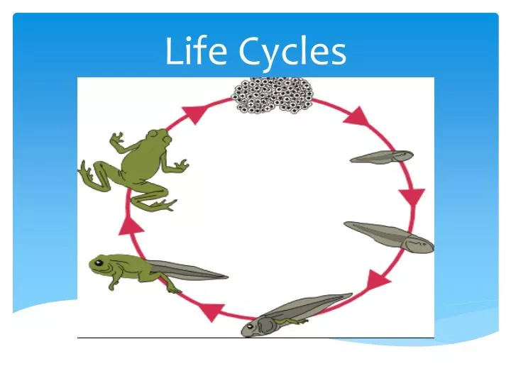 life cycles