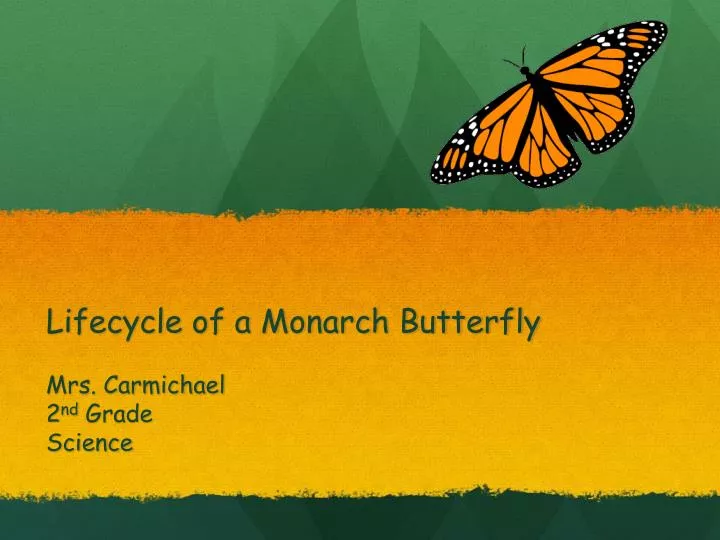 lifecycle of a monarch butterfly