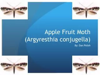 Apple Fruit Moth ( Argyresthia conjugella )