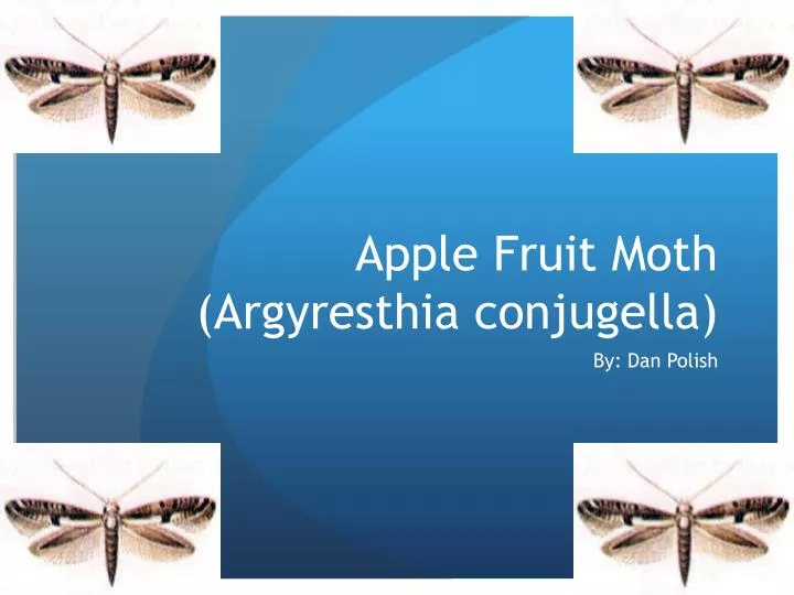 apple fruit moth argyresthia conjugella