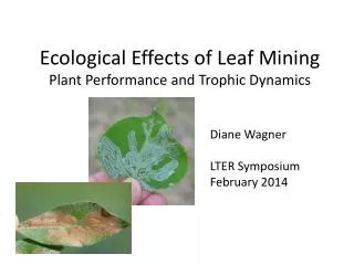 Ecological Effects of Leaf Mining Plant Performance and Trophic Dynamics