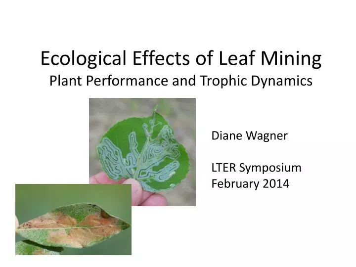 ecological effects of leaf mining plant performance and trophic dynamics
