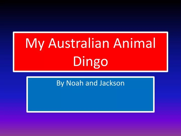 my australian animal dingo