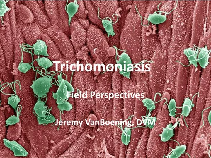 trichomoniasis
