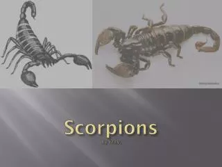 Scorpions by izzy .