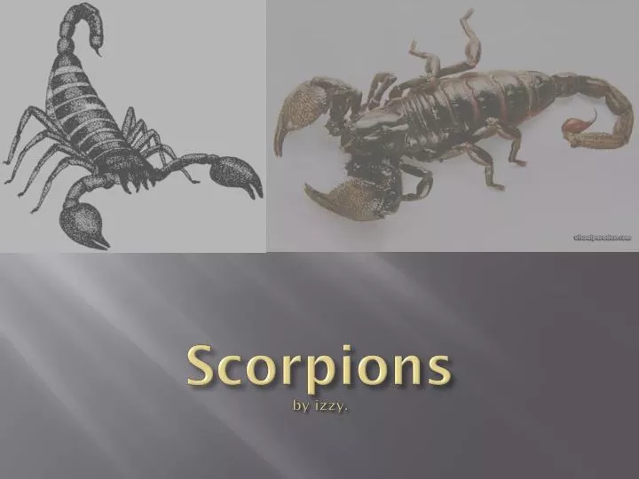 scorpions by izzy