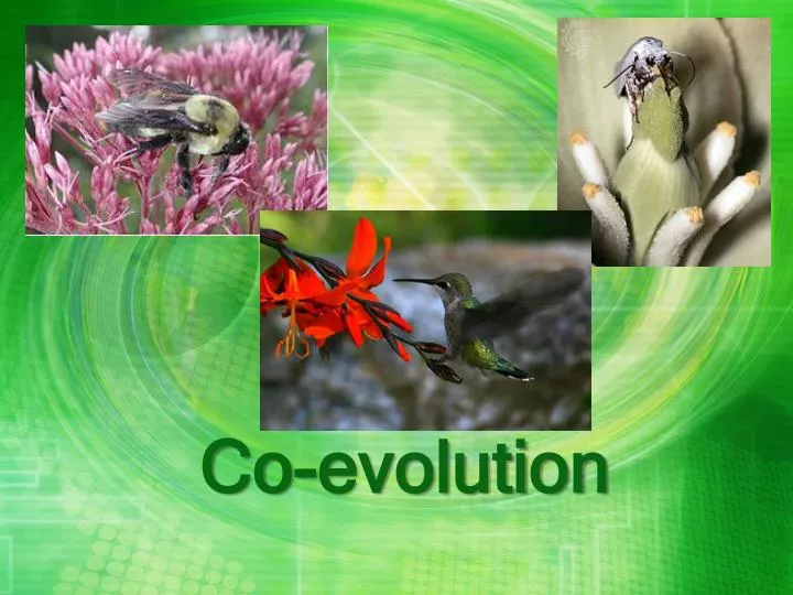 co evolution