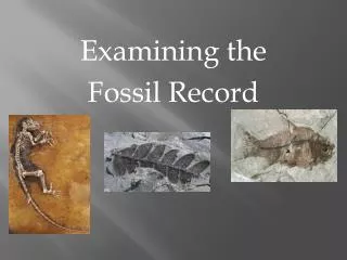 Examining the Fossil Record