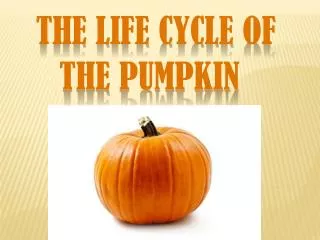 The Life Cycle of 	the Pumpkin