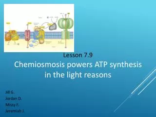 Lesson 7.9 Chemiosmosis powers ATP synthesis in the light reasons