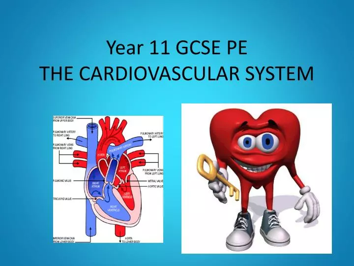 year 11 gcse pe the cardiovascular system