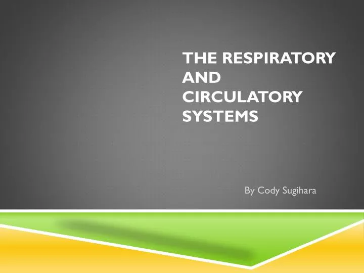 the respiratory and circulatory systems