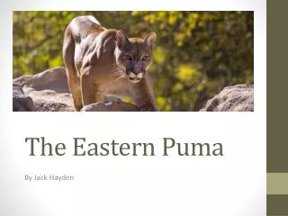 The Eastern Puma