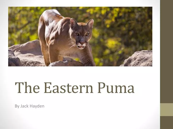 the eastern puma