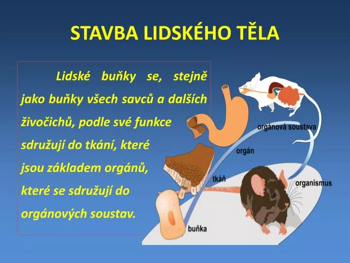 stavba lidsk ho t la