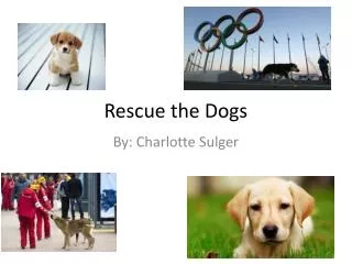rescue the dogs