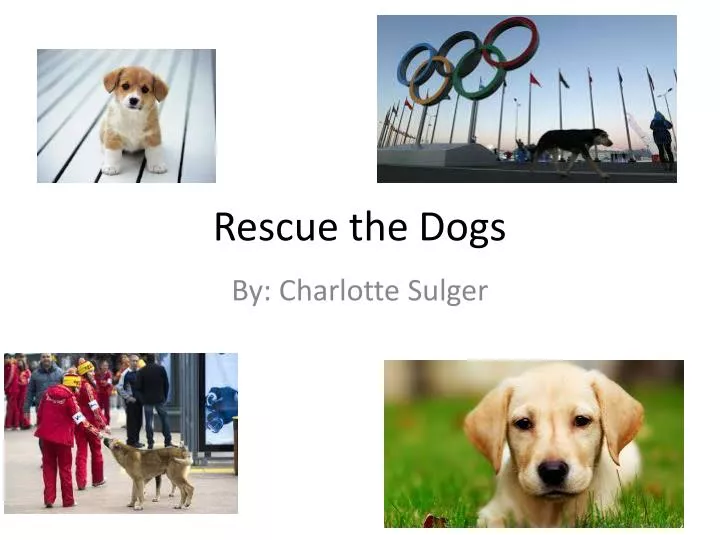 rescue the dogs