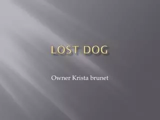 Lost dog