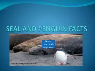 SEAL AND PENGUIN FACTS