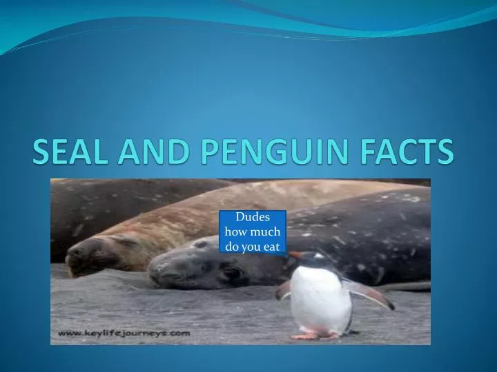 seal and penguin facts