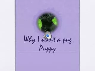 Why I want a pug Puppy
