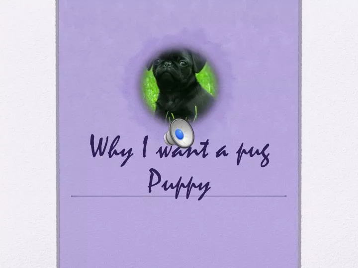 why i want a pug puppy