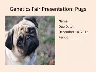 Genetics Fair Presentation: Pugs