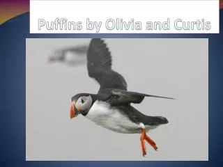 Puffins by Olivia and C urtis