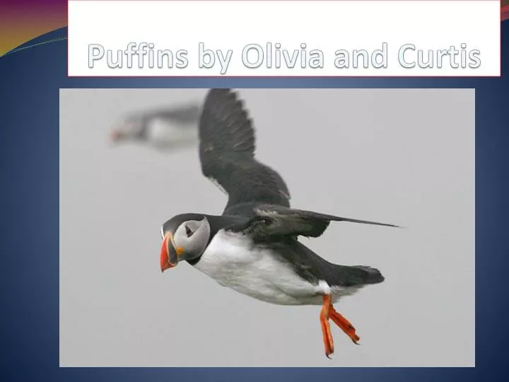 puffins by olivia and c urtis