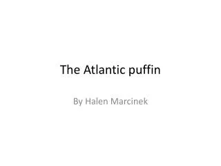 The Atlantic puffin