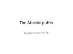 The Atlantic puffin - slide 1
