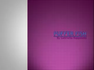 puffer fish