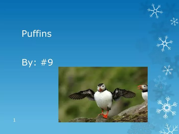 habitat puffins lire horth