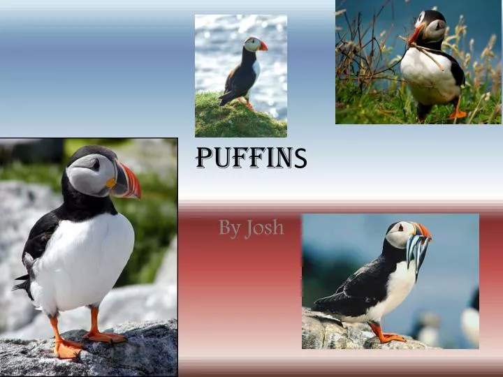 puffin s