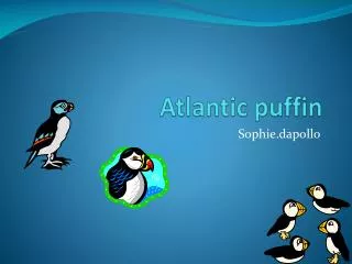 Atlantic puffin