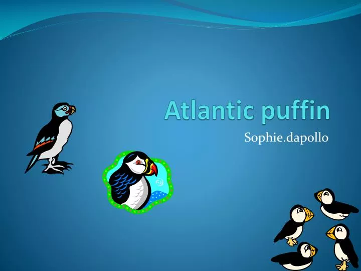 atlantic puffin