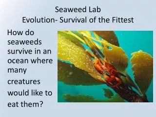 Seaweed Lab Evolution- Survival of the Fittest