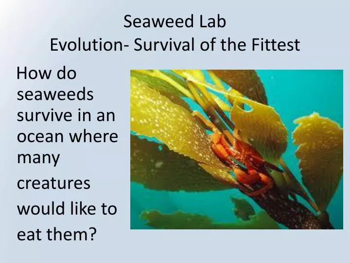 seaweed lab evolution survival of the fittest