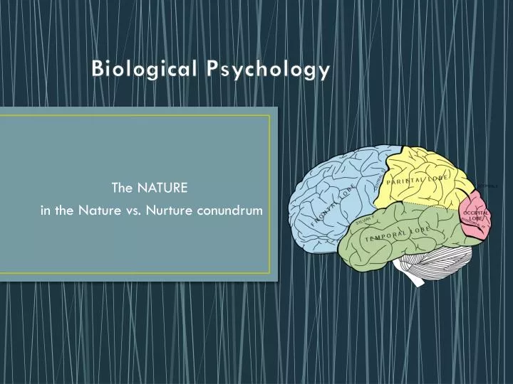 Ppt Biological Psychology Powerpoint Presentation Free Download Id2587505 