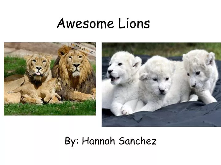 awesome lions