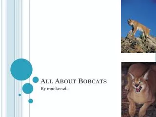 All About Bobcats