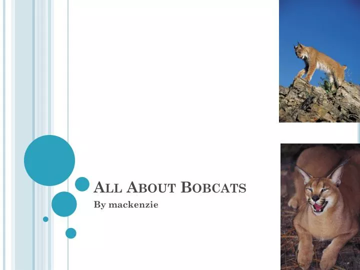 all about bobcats