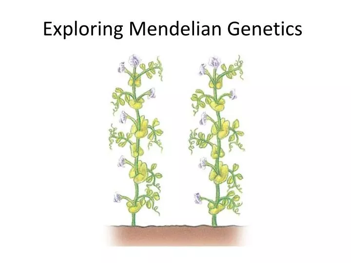 exploring mendelian genetics