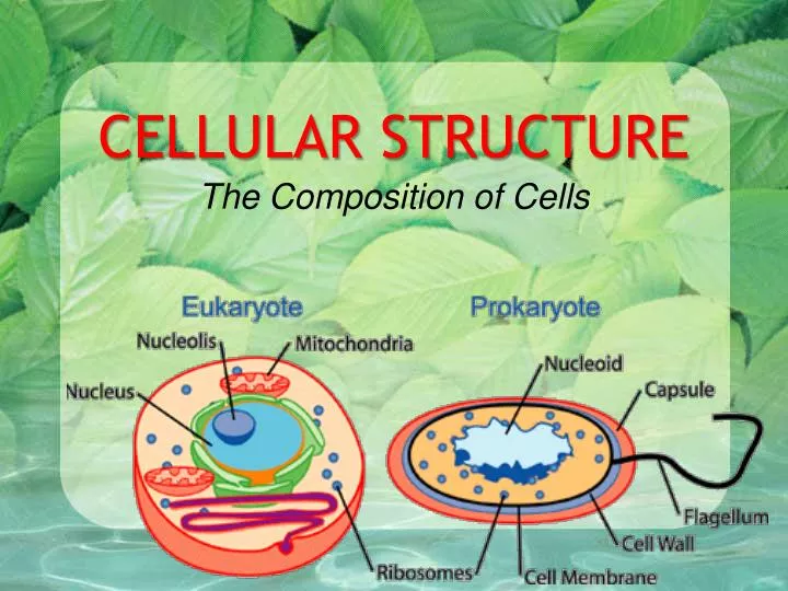 cellular structure
