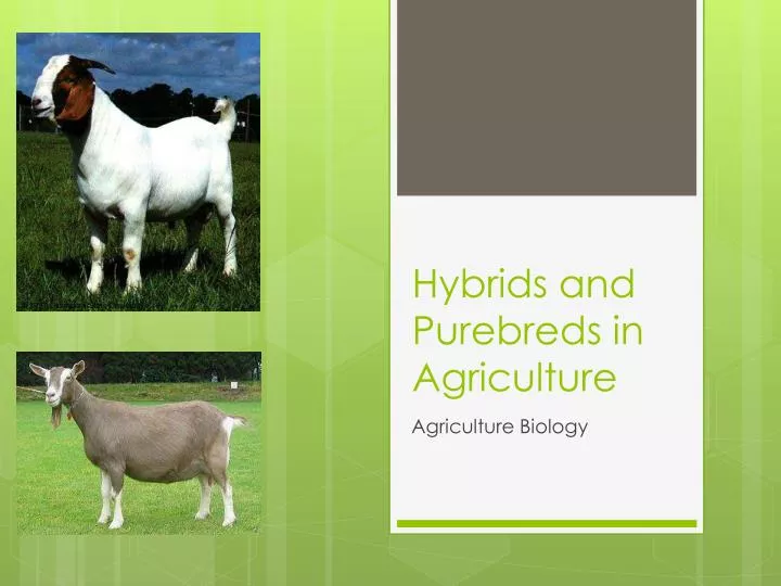 hybrids and purebreds in agriculture