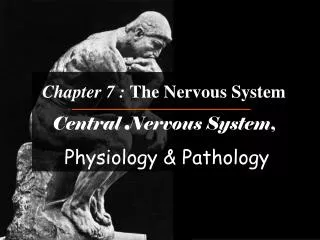 Chapter 7 : The Nervous System Central Nervous System , Physiology &amp; Pathology